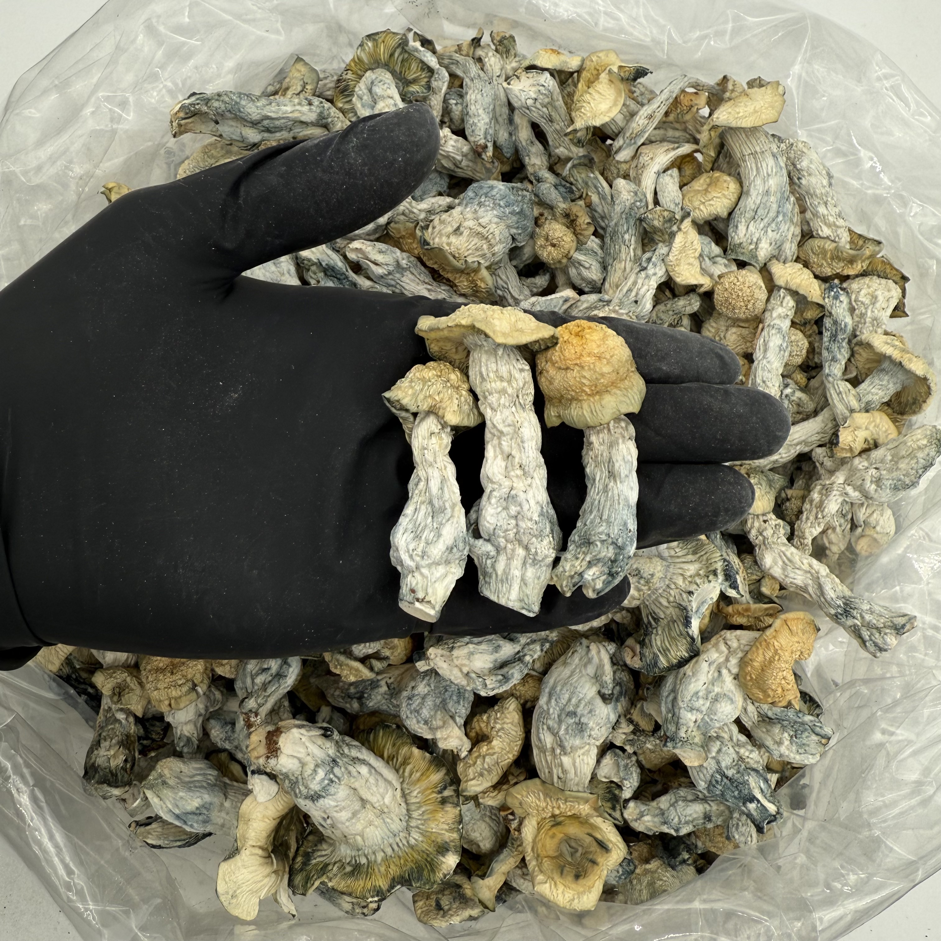 AlBinoVuitonMushroom001