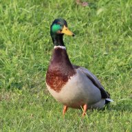 SmokingPato