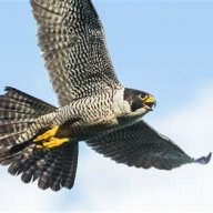 Falconion