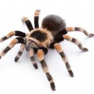 tarantula