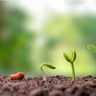 smallseed