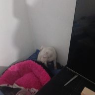 Anubiz10
