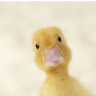 duckFuck