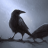 hugin_crow